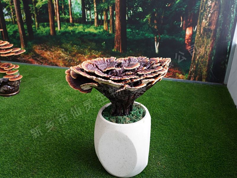 种植案例